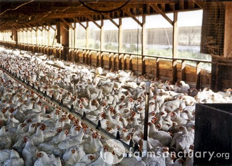 how are chickens raised in factory farms
